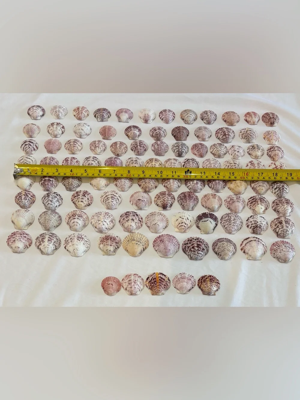 Beach Scallop Seashells 98 hand